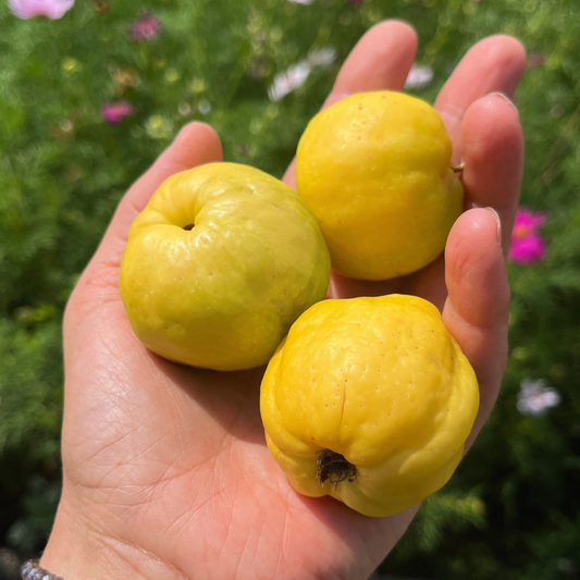 Duże, całe owoce pigwowca 1 kg