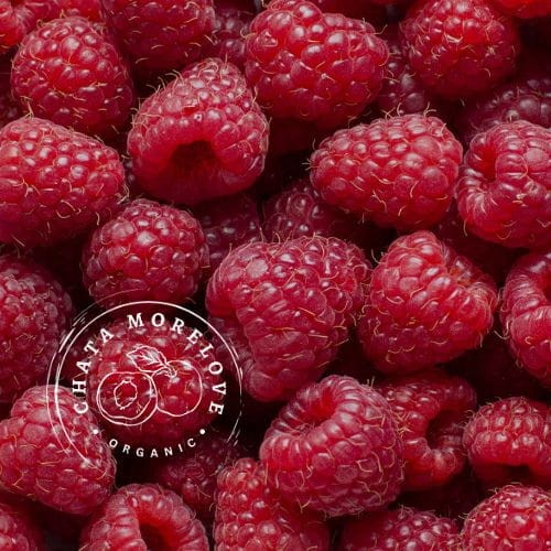 maliny Chata Morelove  zbliżenie na owoce