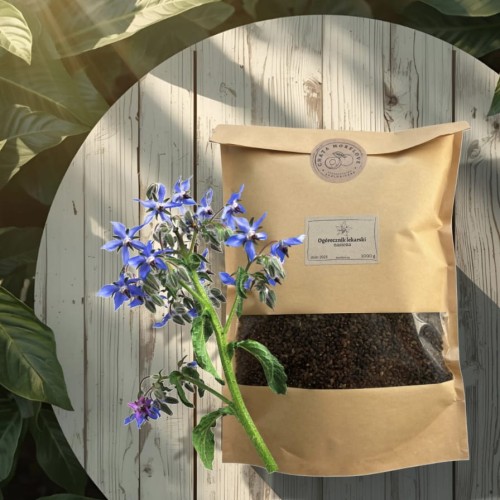 OGÓRECZNIK LEKARSKI NASIONA wizualizajca na stole CHATA MORELOVE.jpg