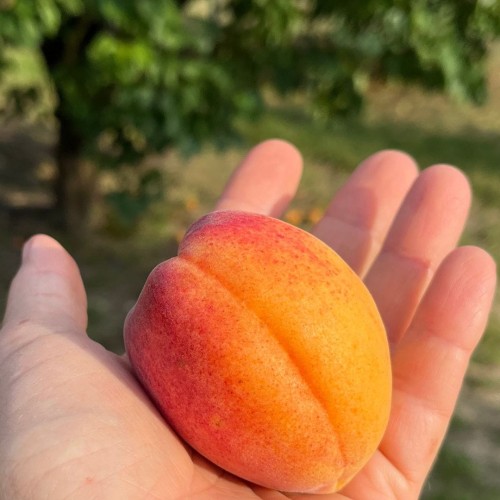 owoc moreli na dłoni.jpg