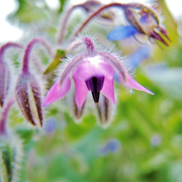 uprawa ogorecznik lekarski.jpg