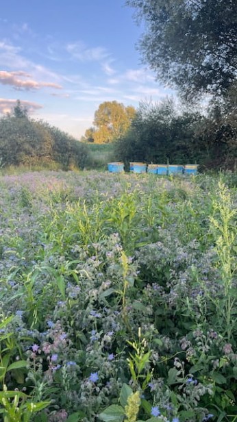 Uprawa Ogórecznik Lekarski  Chata Morelove.jpg